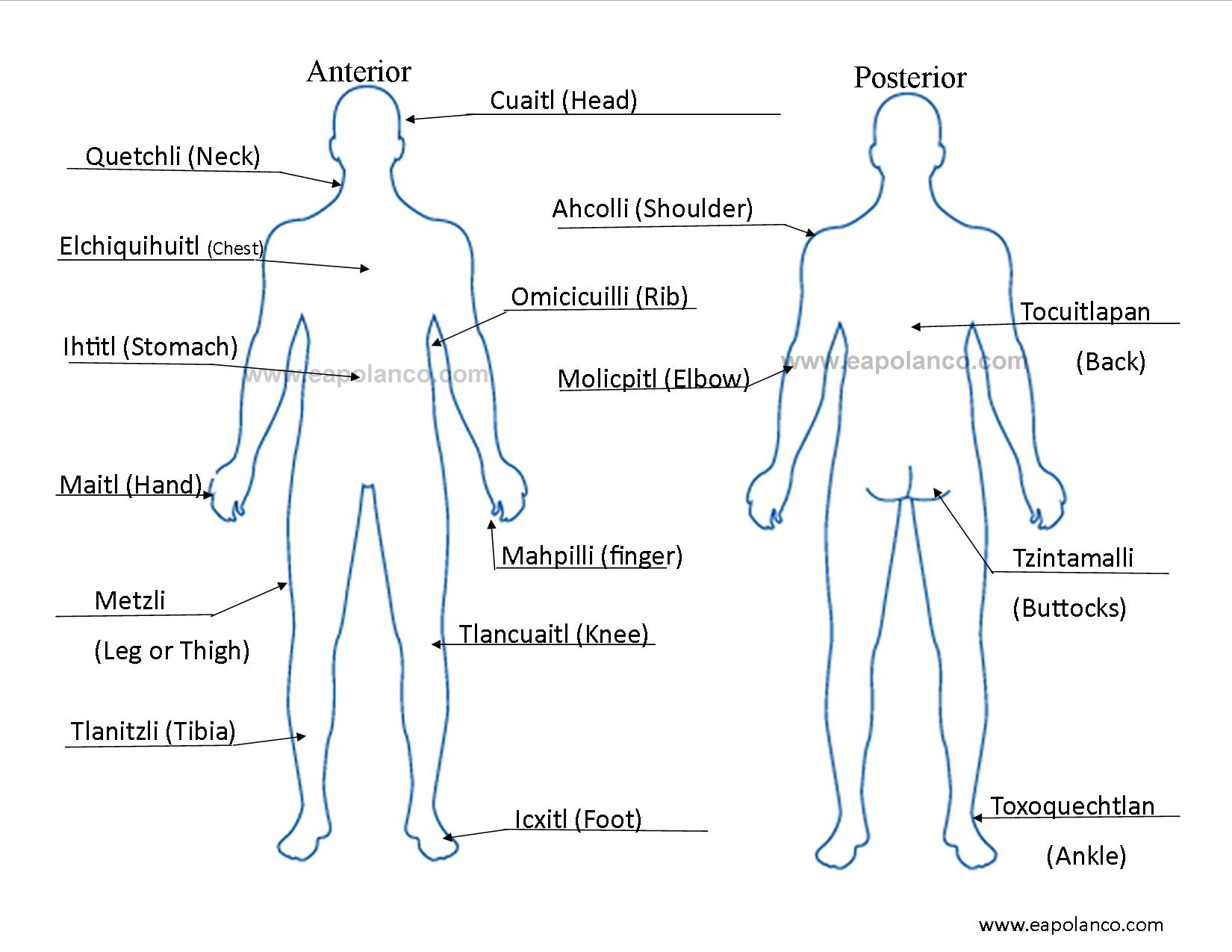 Human Body Back Side Parts